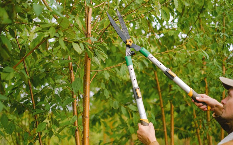 Tree trimming in Orfordville, WI