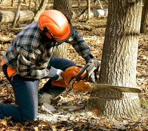 Tree Removal in Orfordville, WI